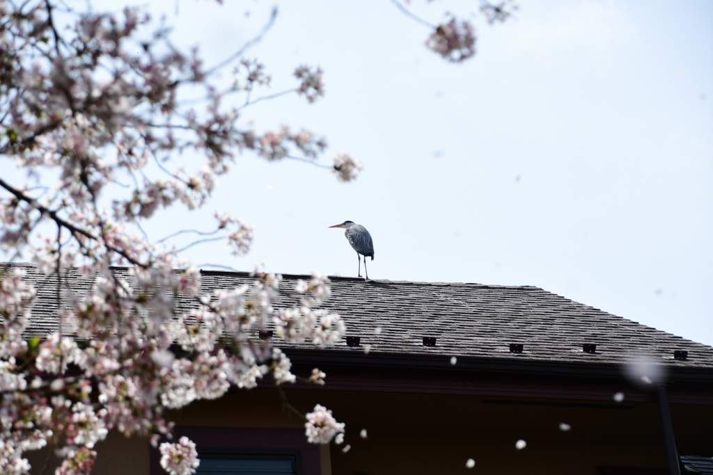 アオサギと散る桜