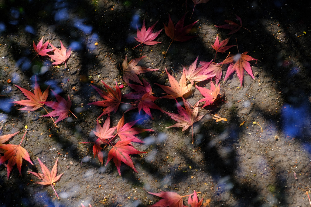 水たまりに紅葉