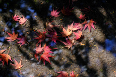 水たまりに紅葉