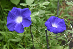 8月８日第3の鉢初開花