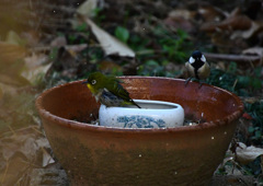 メジロ君まだ？