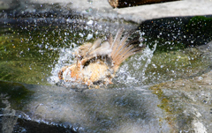 ２水しぶきをあげて