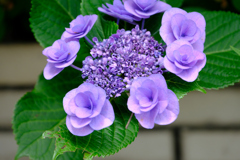 道沿いの紫陽花