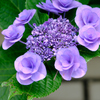 道沿いの紫陽花