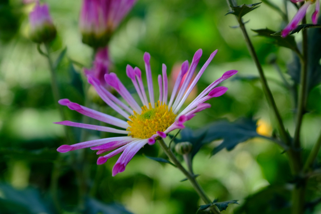 ご近所菊１