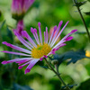 ご近所菊１