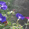 8月5日朝顔開花