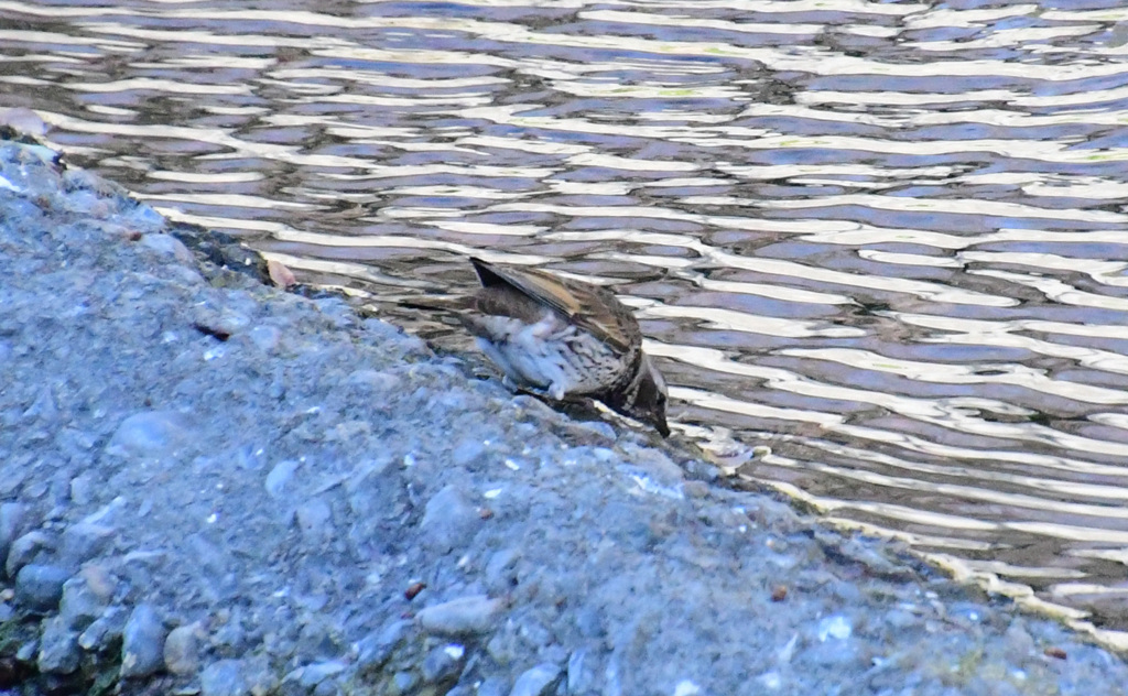 お水を飲みます