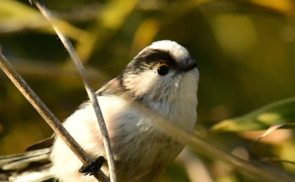 成鳥のアイリング３