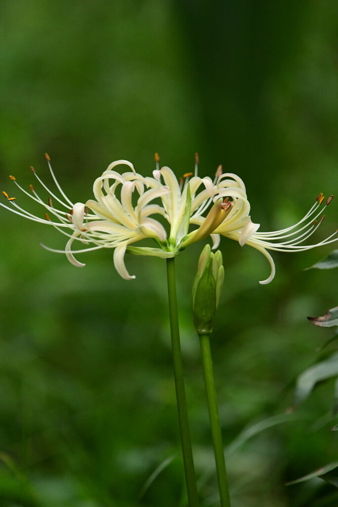 21日白花A