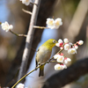 吸蜜中