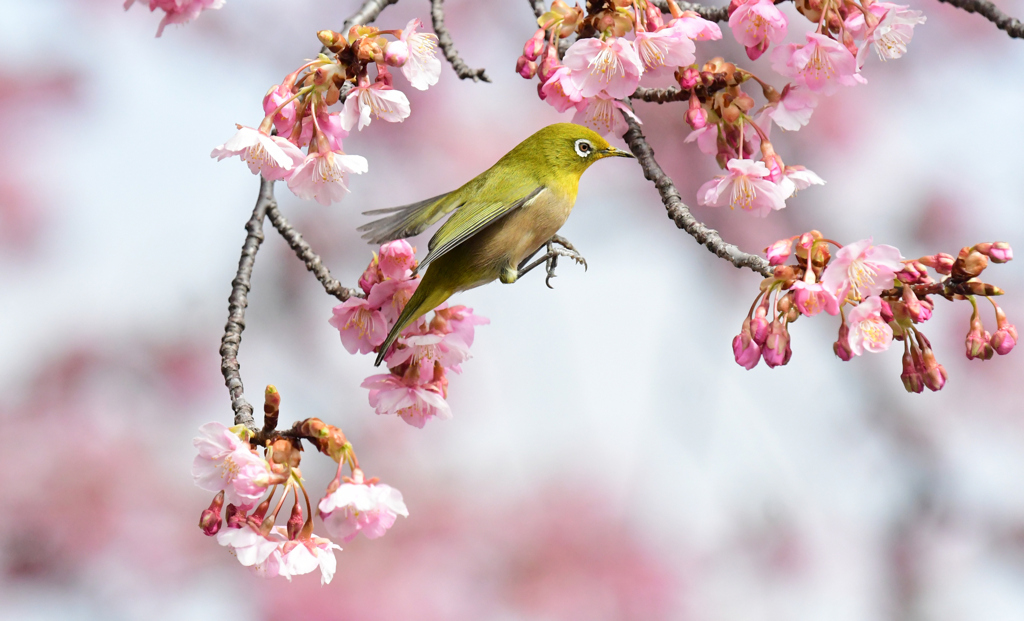 ひょいっとな