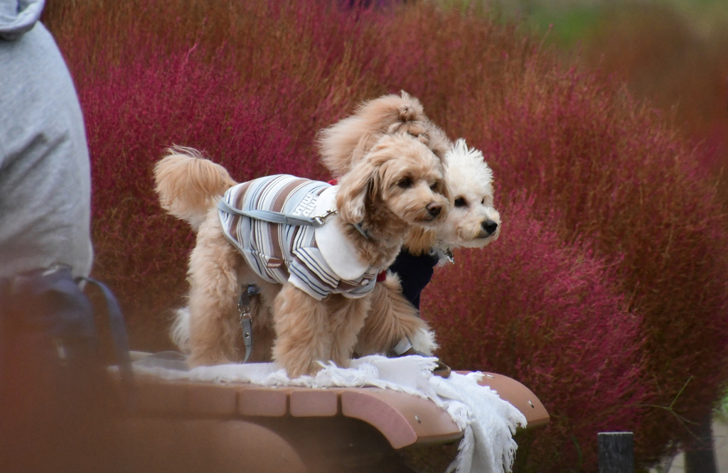 ベンチわんわん