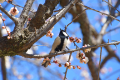 梅「思いのまま」に四十雀