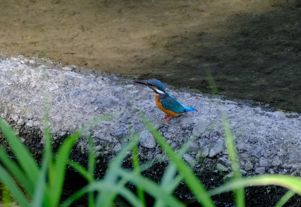 この後いきなり飛んで行った