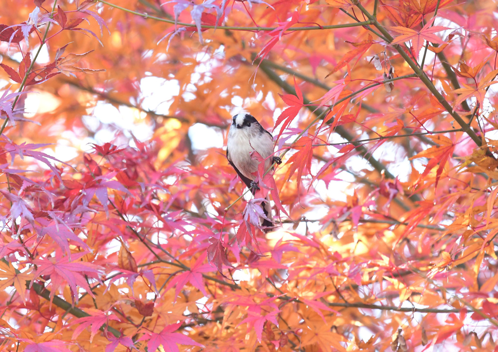 ちょこんとつかまって