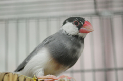 桜文鳥