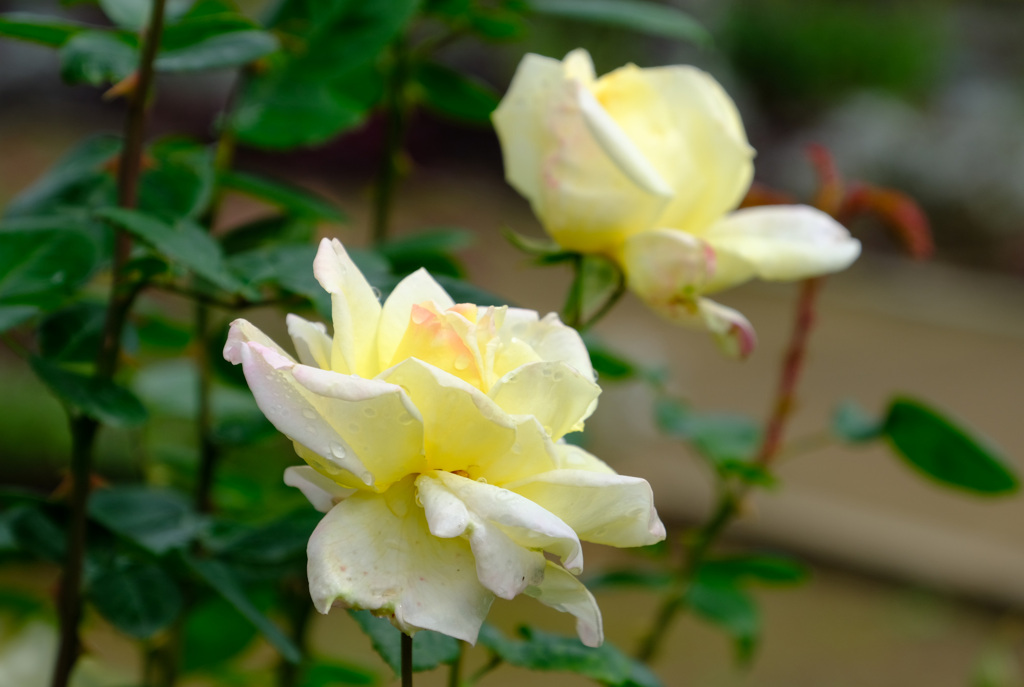 グランメールジェニー（仏）