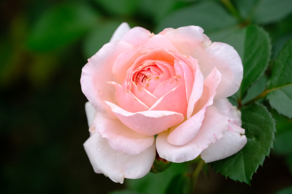 いわての春（日)