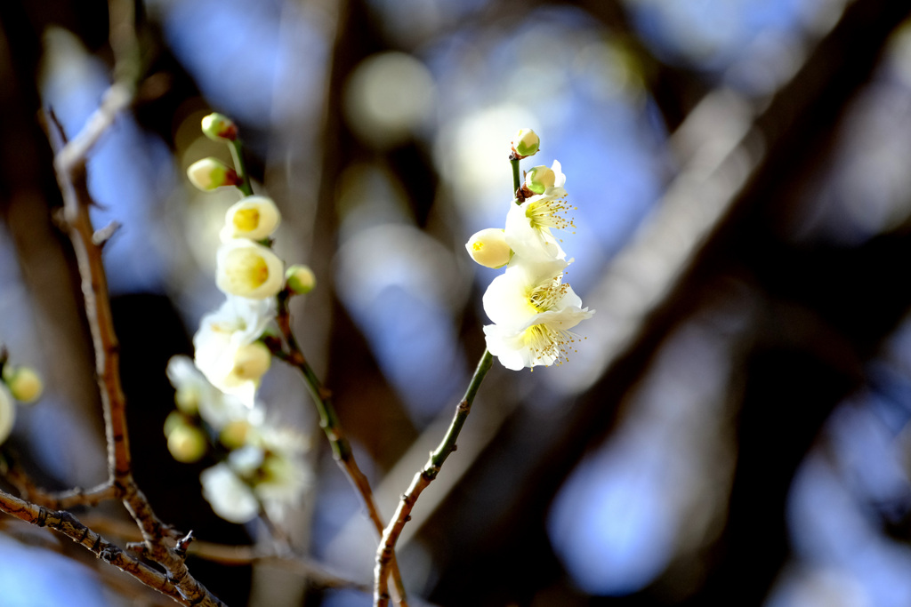 この花が好き