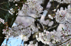 桜エナガ４