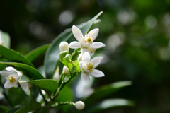 柑橘類の花２