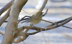 ここだけ青いのよ