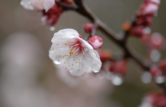 【参考】豊後梅の花