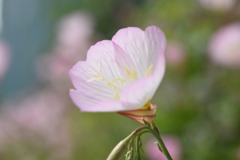 桃色昼咲き月見草