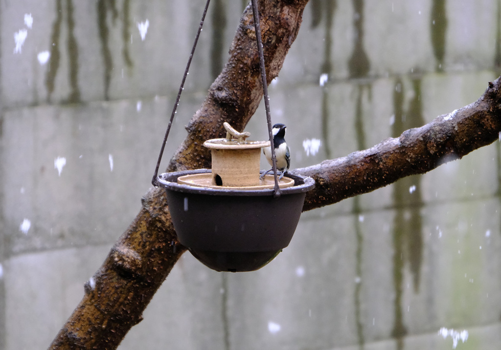 雪にもめげず