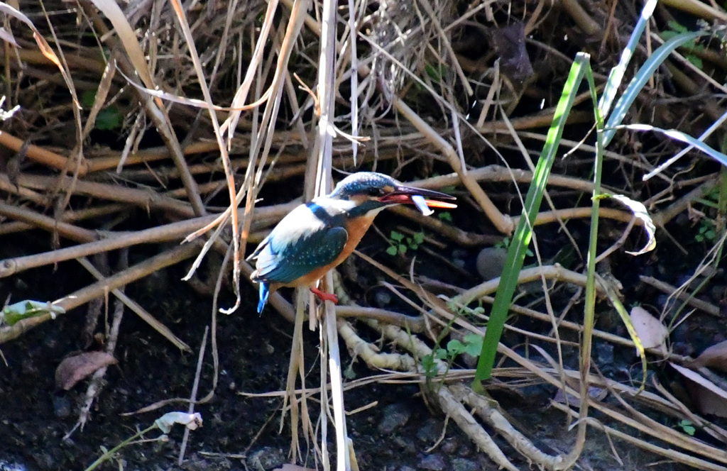 これだけは食べるわ
