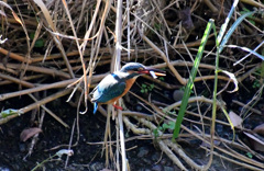 これだけは食べるわ