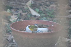 早く出ないかな。