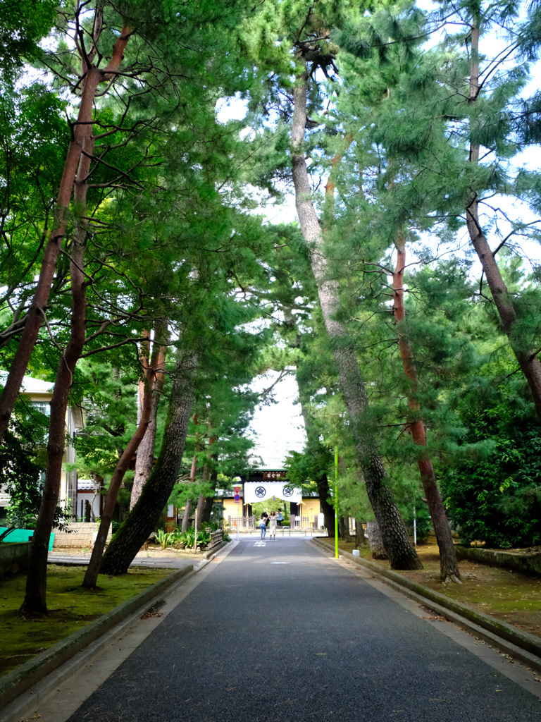 長い松並木の参道