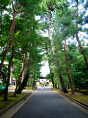 長い松並木の参道