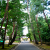 長い松並木の参道
