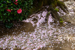 散り桜と椿