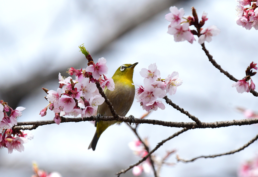 寒桜目白