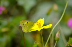 やっぱりこれが好き やっぱりこれが好き