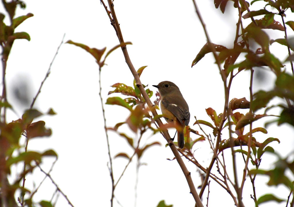 ジョビコみっけ