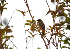 ジョビコみっけ