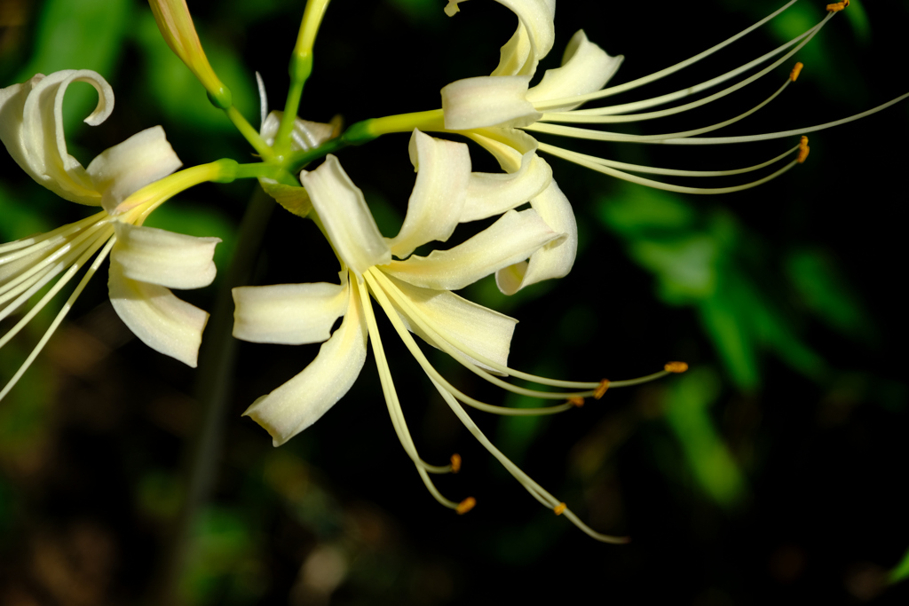 白花開花２