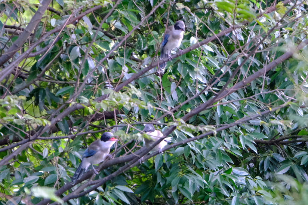 オナガ幼鳥たち 