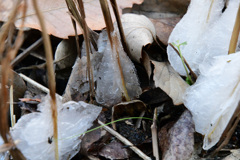 シモバシラの氷華６