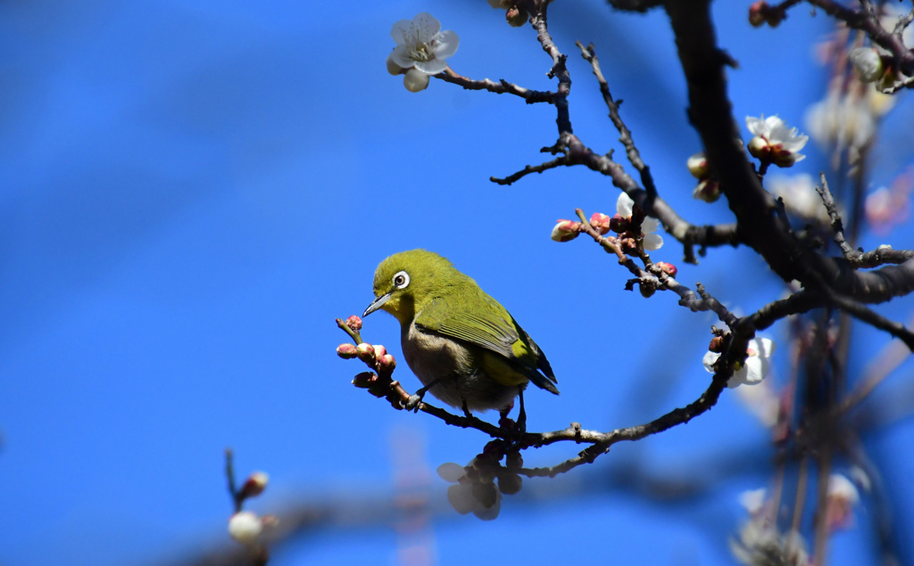 これはまだだな