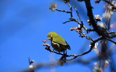 これはまだだな