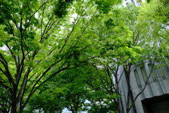 東京の新緑