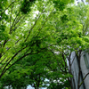 東京の新緑