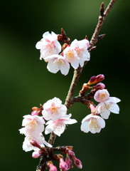 寒桜はだいぶ咲いてきた