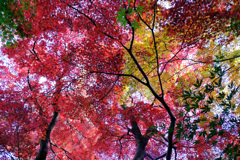緑が混じる